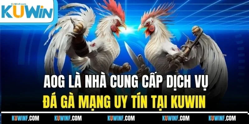 AOG là nhà cung cấp dịch vụ đá gà mạng uy tín tại KUWIN