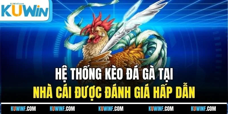Hệ thống kèo đá gà tại nhà cái được đánh giá hấp dẫn