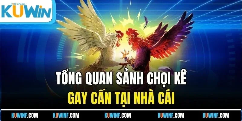 Tổng quan sảnh chọi kê gay cấn tại nhà cái
